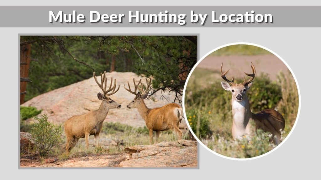 Mule Deer Hunting by Location