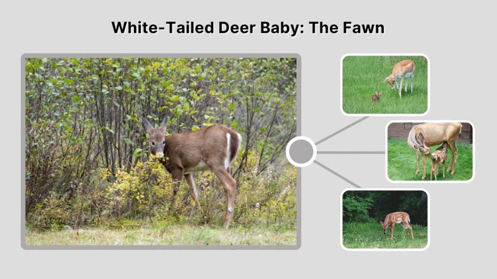 White-Tailed Deer Baby: The Fawn