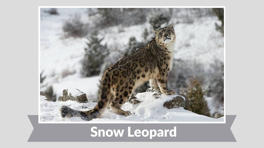  Snow Leopard