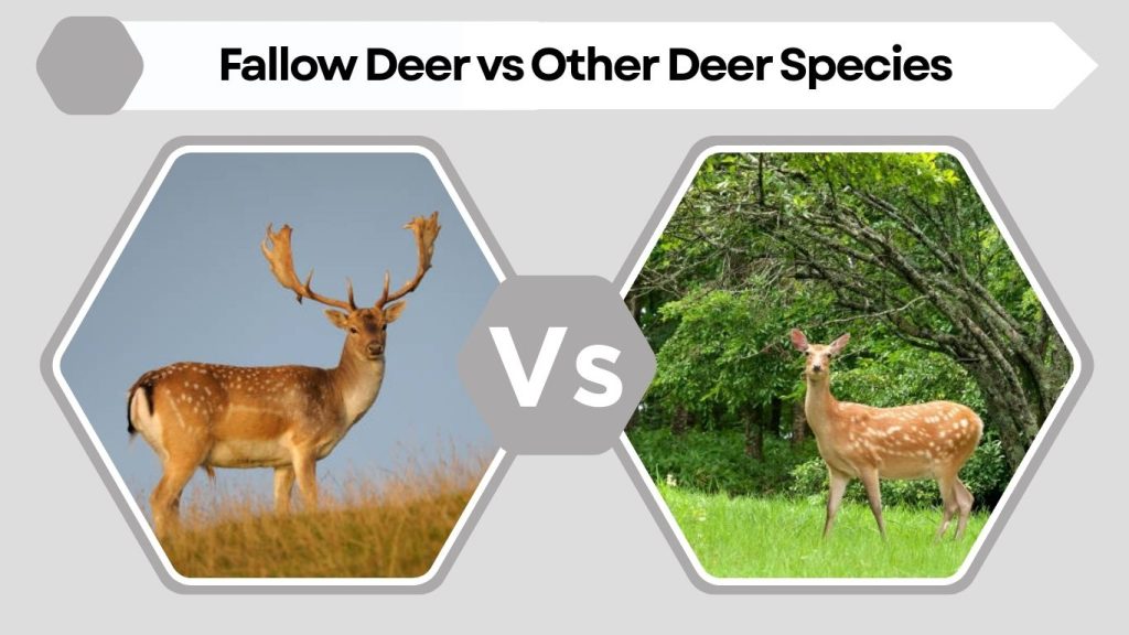 Fallow Deer vs Other Deer Species