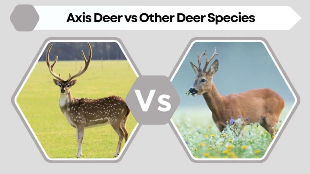 Axis Deer vs Other Deer Species