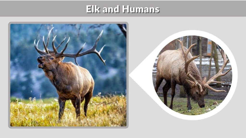 Elk and Humans