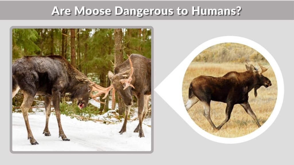 Are Moose Dangerous to Humans?