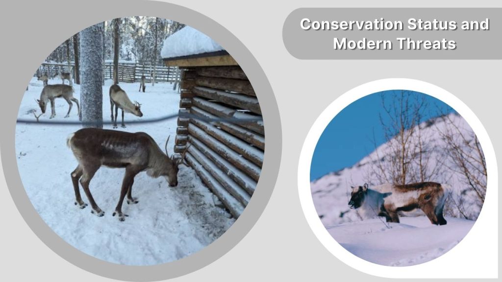 Conservation Status and Modern Threats