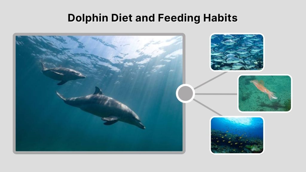 Dolphin Diet and Feeding Habits