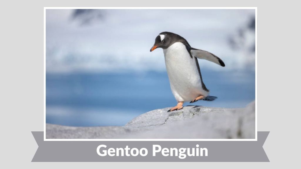Gentoo Penguin