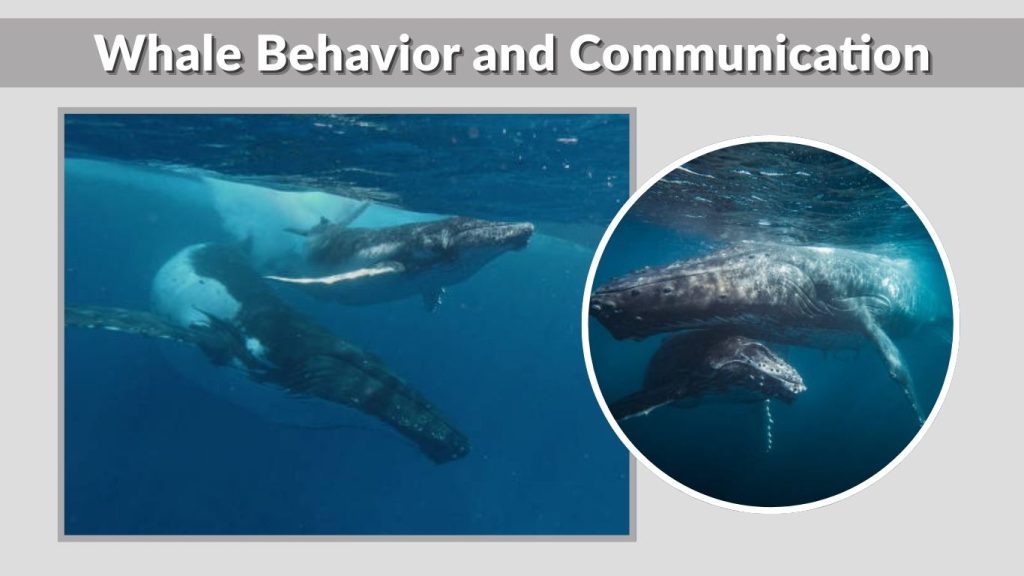 Whale Behavior and Communication