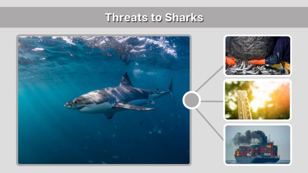 Threats to Sharks