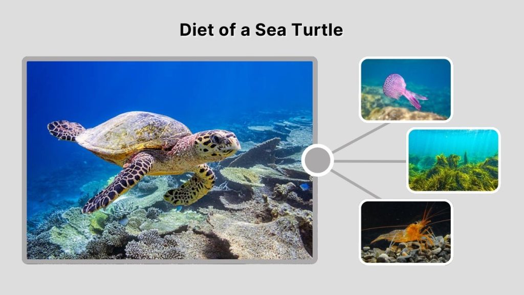 Diet of a Sea Turtle