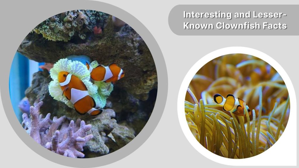 Interesting and Lesser-Known Clownfish Facts