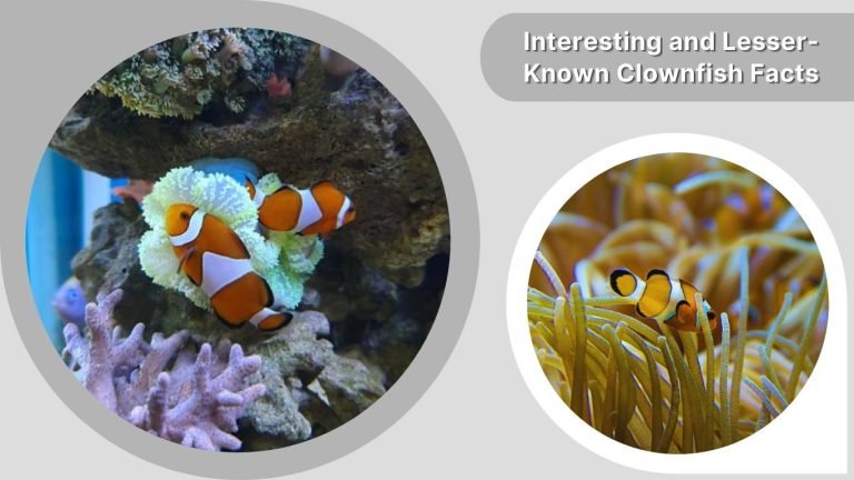 Clownfish: Habitat, Diet, Lifespan, and Fascinating Facts