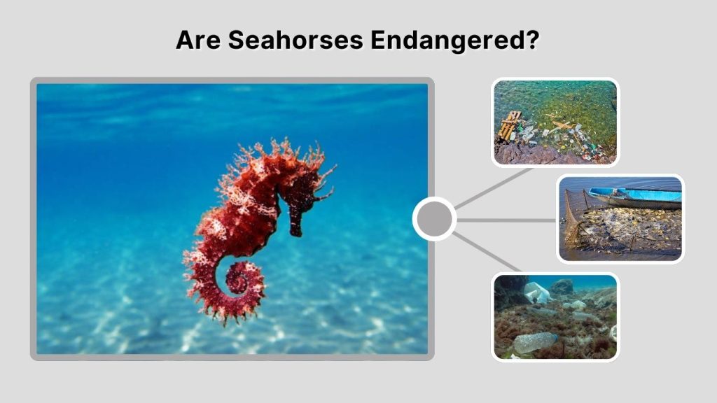 Are Seahorses Endangered?