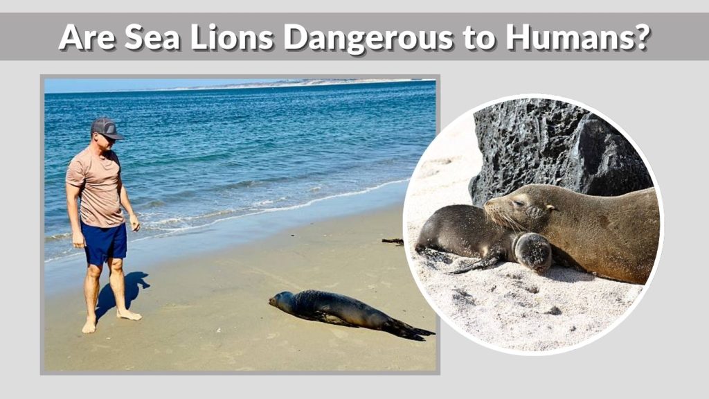 Are Sea Lions Dangerous to Humans?