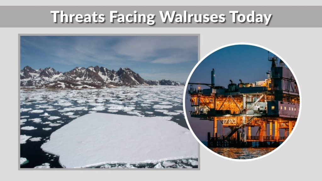 Threats Facing Walruses Today
