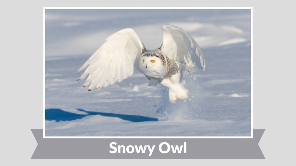 Snowy Owl