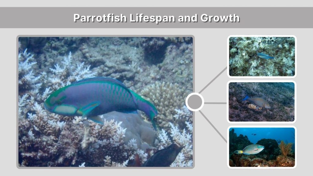 Parrotfish Lifespan and Growth