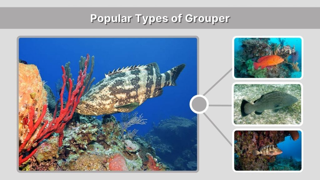 Popular Types of Grouper