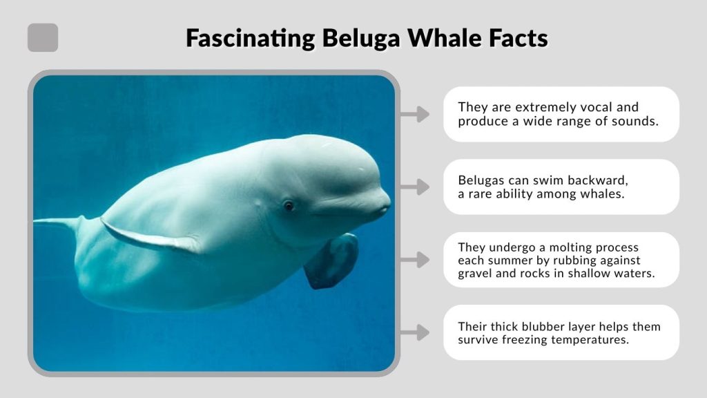Fascinating Beluga Whale Facts
