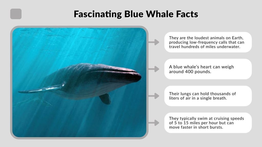 Fascinating Blue Whale Facts