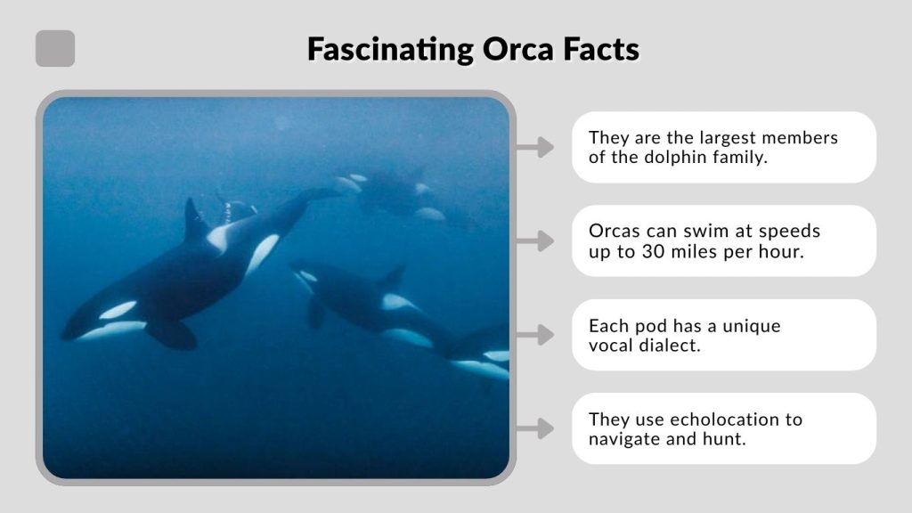 Fascinating Orca Facts