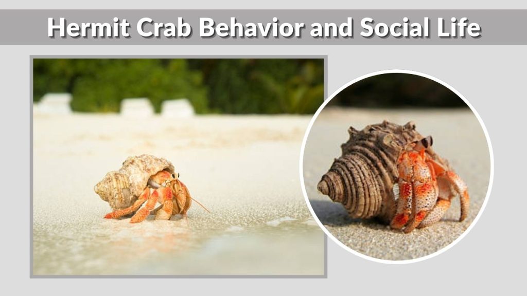 Hermit Crab Behavior and Social Life