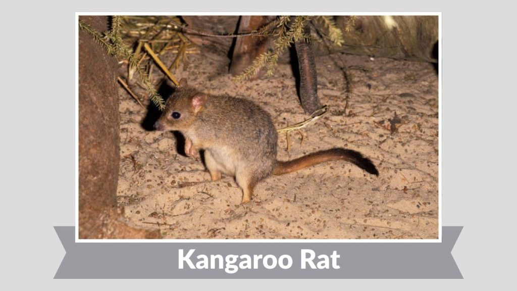 Kangaroo Rat