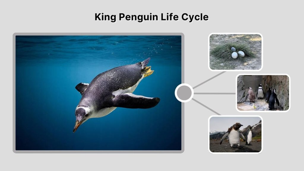 King Penguin Life Cycle