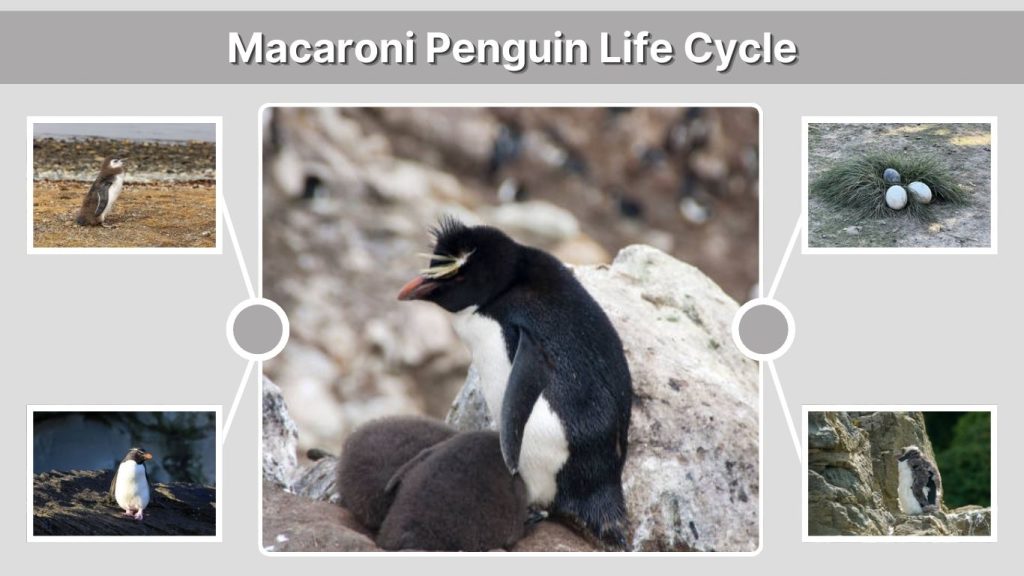 Macaroni Penguin Life Cycle