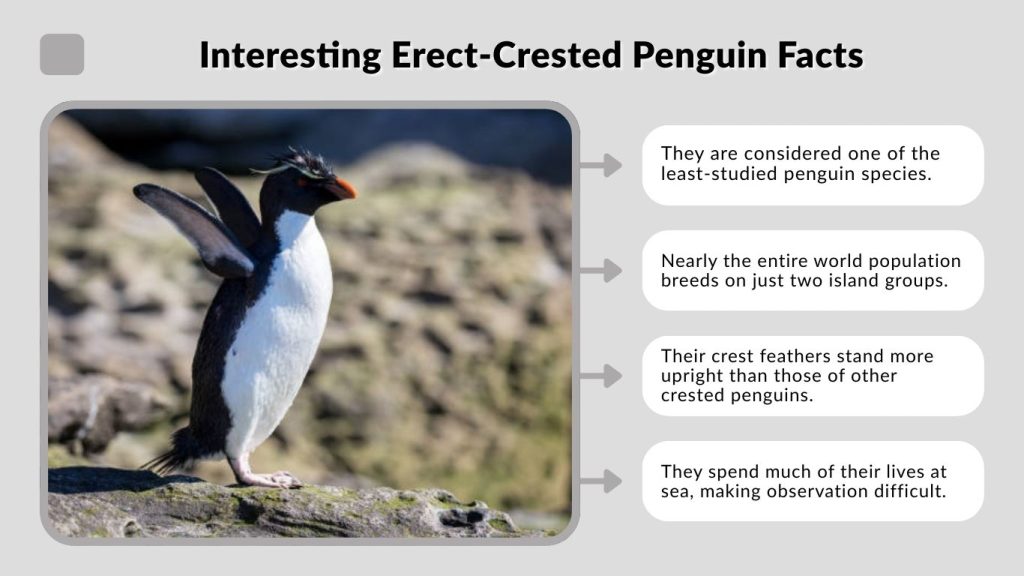 Interesting Erect-Crested Penguin Facts