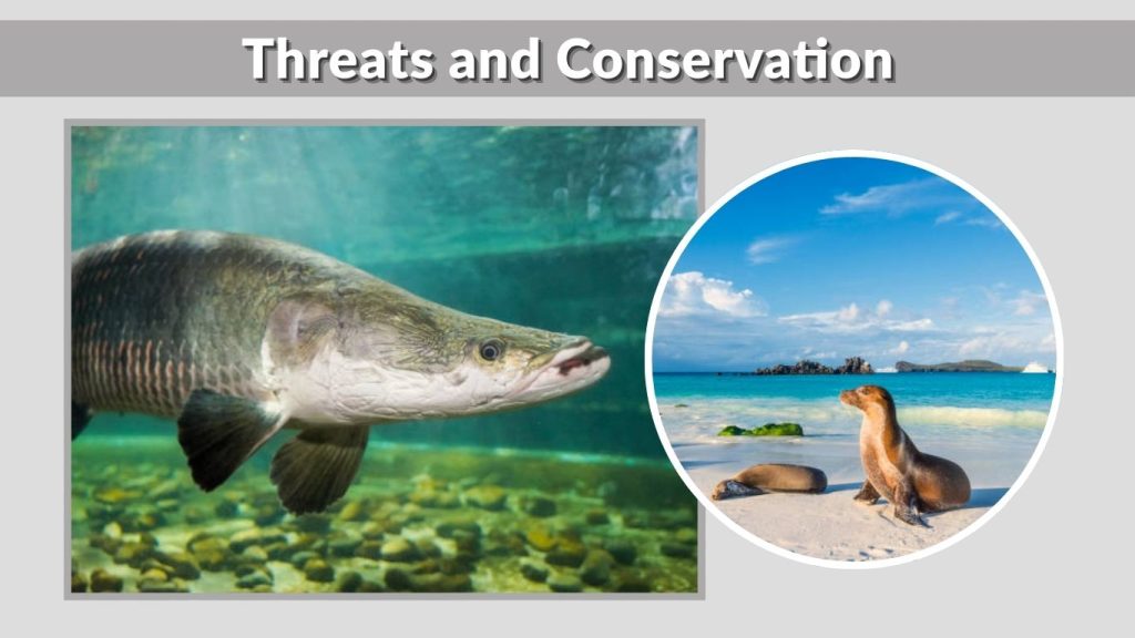 Threats and Conservation