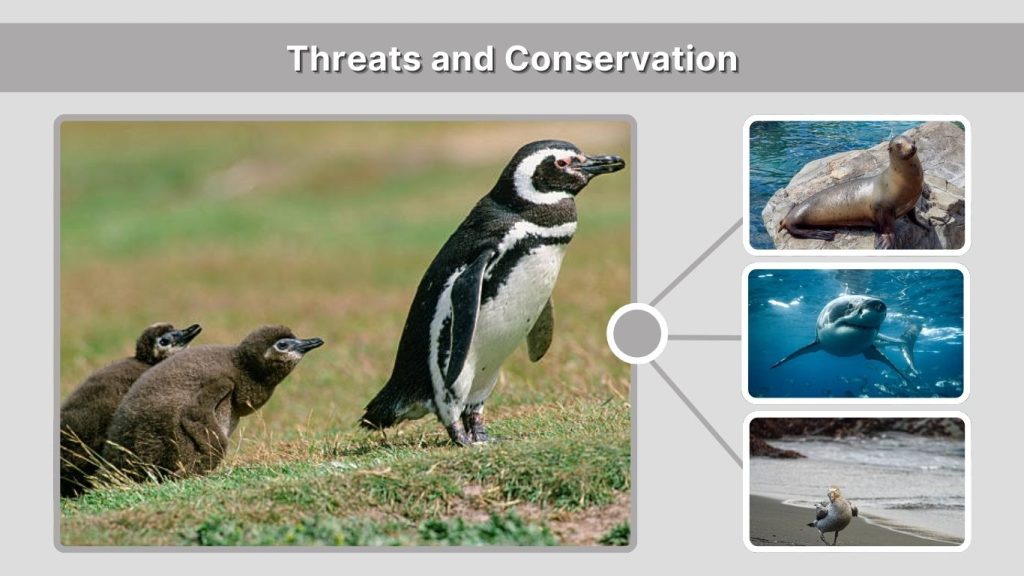 Threats and Conservation
