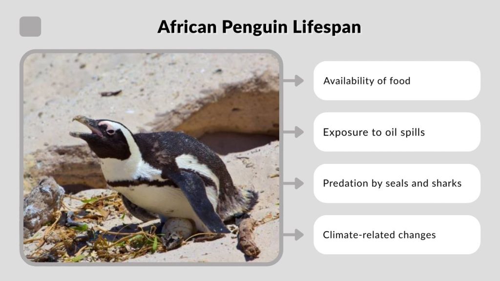 African Penguin Lifespan