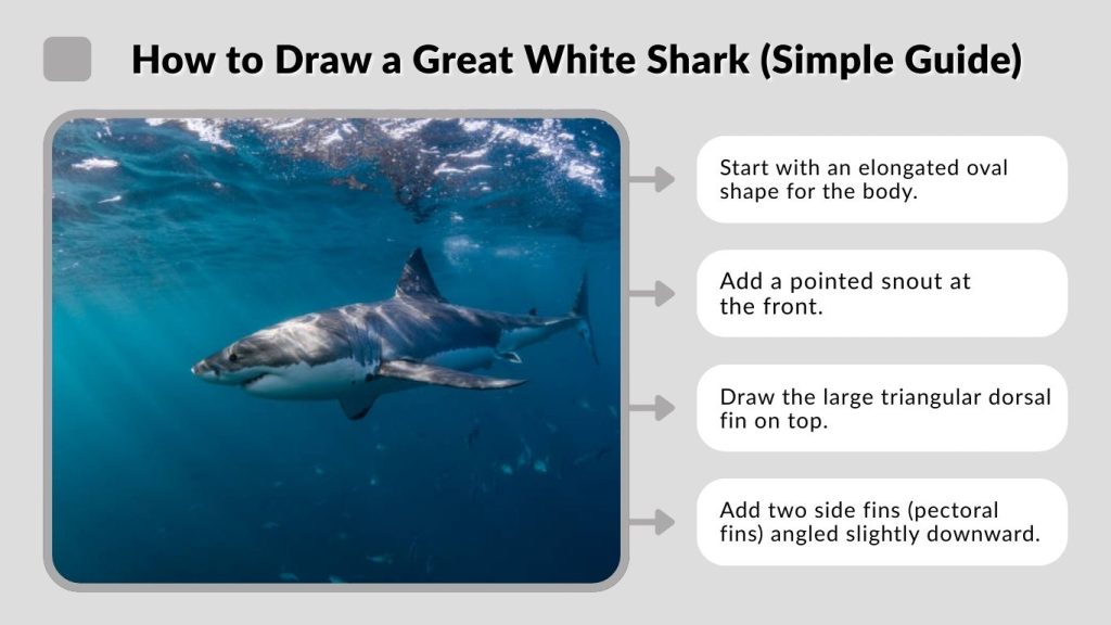How to Draw a Great White Shark (Simple Guide)