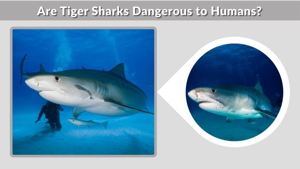 Are Tiger Sharks Dangerous to Humans?