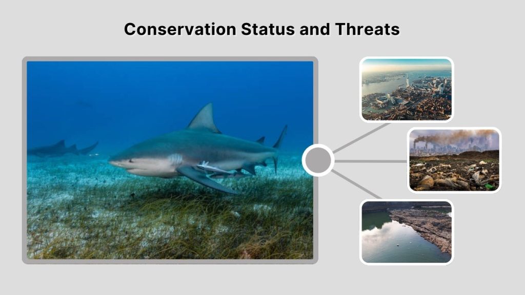 Conservation Status and Threats