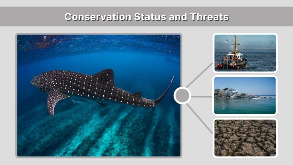 Conservation Status and Threats