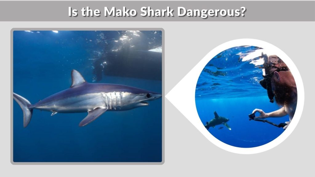 Is the Mako Shark Dangerous?