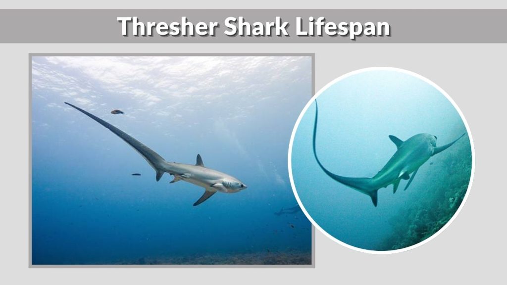 Thresher Shark Lifespan