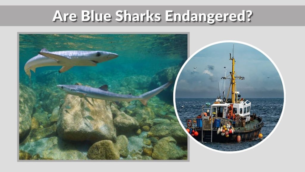 Are Blue Sharks Endangered?