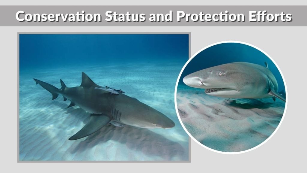 Conservation Status and Protection Efforts