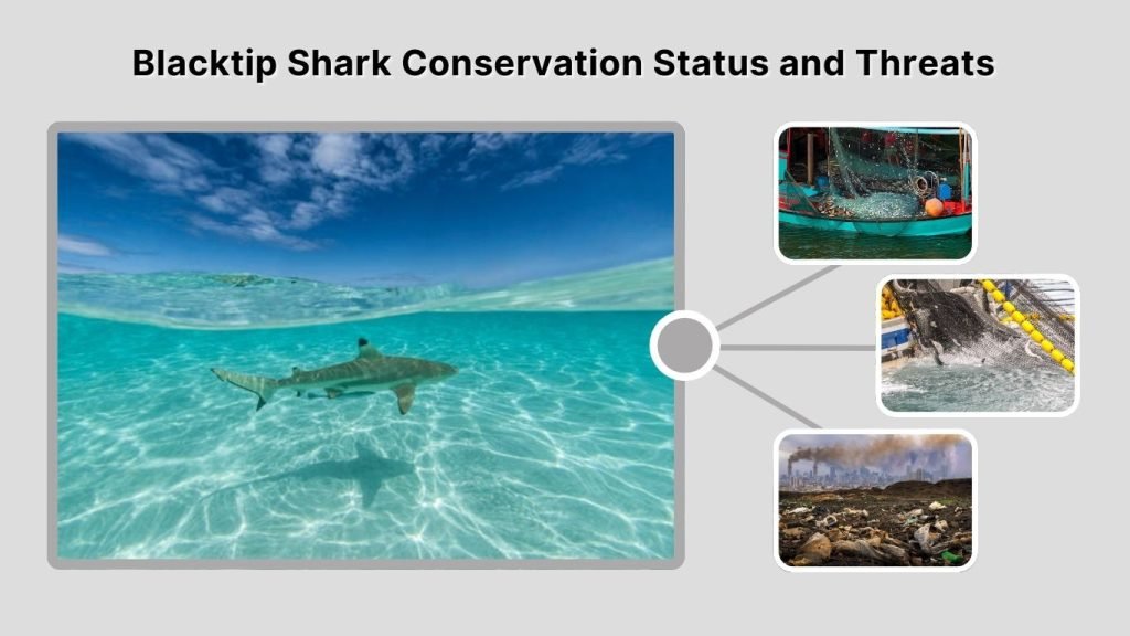 Blacktip Shark Conservation Status and Threats