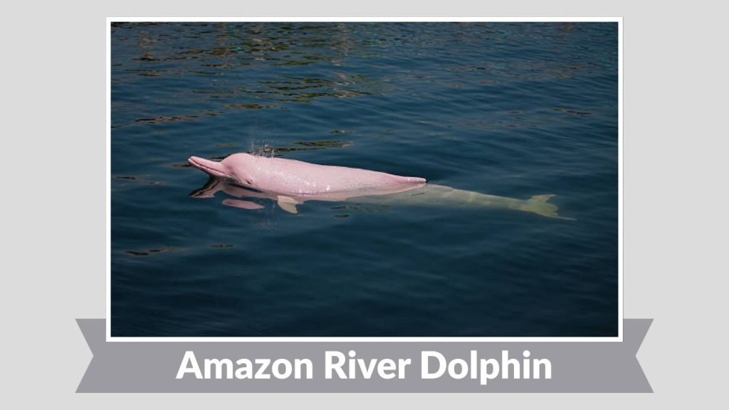 Amazon River Dolphin