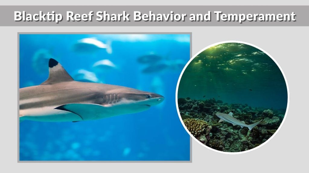 Blacktip Reef Shark Behavior and Temperament
