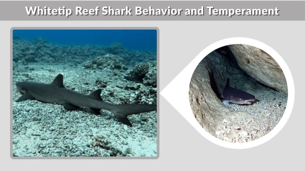 Whitetip Reef Shark Behavior and Temperament
