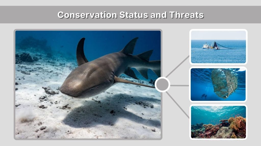 Conservation Status and Threats