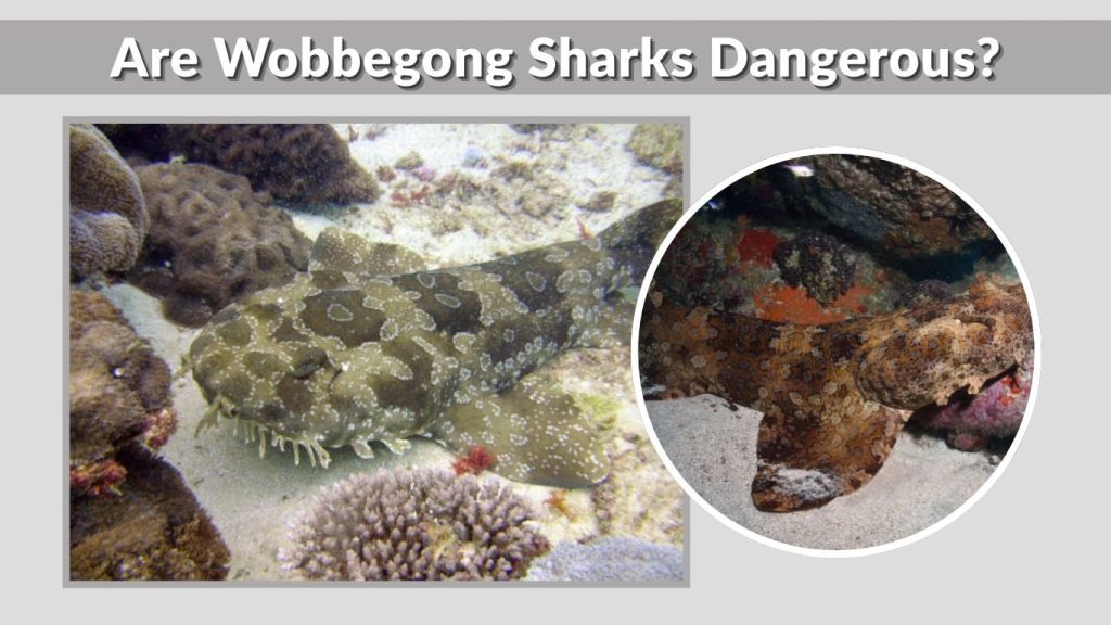 Are Wobbegong Sharks Dangerous?