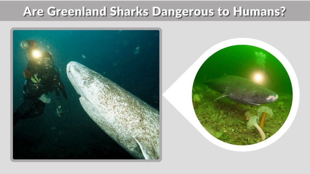 Are Greenland Sharks Dangerous to Humans?
