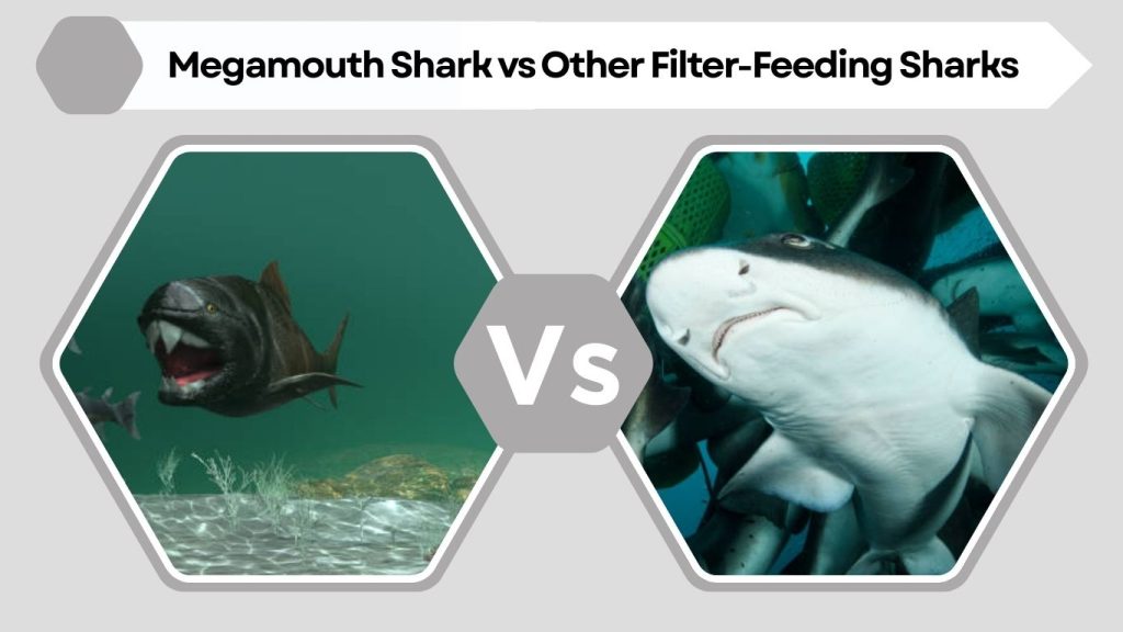 Megamouth Shark vs Other Filter-Feeding Sharks