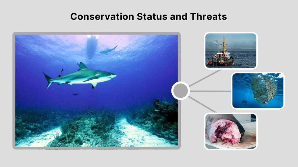 Conservation Status and Threats