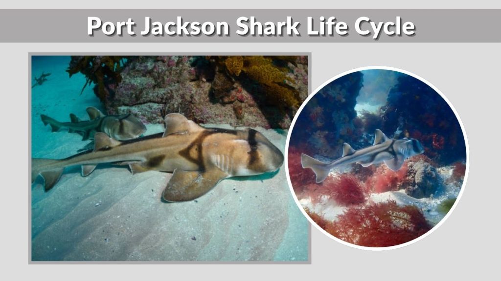 Port Jackson Shark Life Cycle